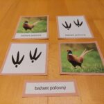 Zvieratá lesa a ich stopy - PDF
