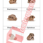 Lebky dinosaurov - PDF