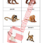 Opice a primáty - PDF
