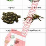 Životný cyklus pavúk - PDF