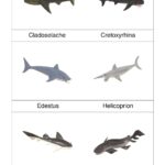 Prehistorické žraloky PDF