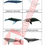 Veľryby - PDF