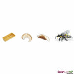 Včela - životný cyklus miniatúry Safari Ltd
