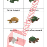 Žaby a korytnačky - PDF
