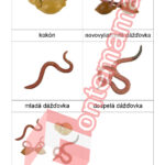 Životný cyklus dážďovka PDF