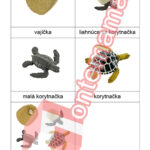 Životný cyklus korytnačka - PDF