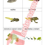 Životný cyklus žaba - PDF