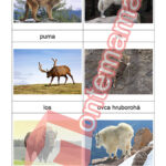Zvieratá Severnej Ameriky - PDF